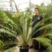 DIOON SPINULOSUM A CUSTOMER FAVORITE CYCAD