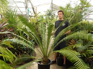 DIOON SPINULOSUM A CUSTOMER FAVORITE CYCAD