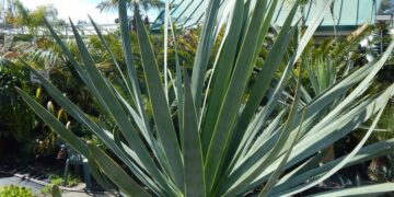 DRACENA DRACO THE DRAGON TREE