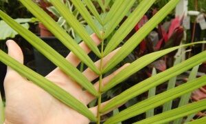 DYPSIS ARENARUM THE SAND PALM