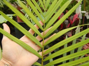 DYPSIS ARENARUM THE SAND PALM