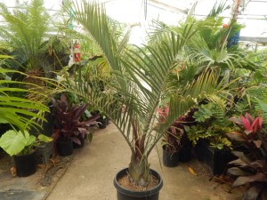 DYPSIS DECARYI THE TRIANGLE PALM