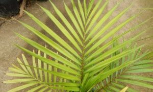 DYPSIS LEPTOCHEILOS THE TEDDY BEAR PALM