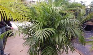 DYPSIS LUTESCENS THE ARECA PALM