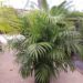 DYPSIS LUTESCENS THE ARECA PALM