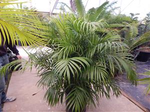 DYPSIS LUTESCENS THE ARECA PALM