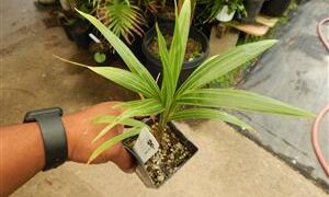DYPSIS PEMBANA SINGLE TRUNK OR SUCKERING NATIVE TO PEMBA ISLAND