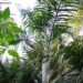 DYPSIS PLUMOSA THIN TRUNK PALM FROM MADAGASCAR