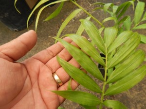 DYPSIS PRESTONIANA SINGLE TRUNK, BEAUTIFULA REAL WINNER!