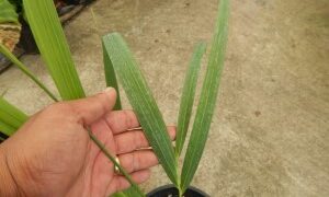 DYPSIS SAINTELUCEI SINGLE TRUNK – WHITE CROWN SHAFT NATIVE TO MADAGASCAR