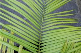 DYPSIS SPECIES BEF SINGLE TRUNK PINNATE PALM FROM MADAGASCAR