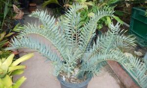 NEW ARRIVALS TO NURSERY JUST ARRIVED FROM PRIVATE COLLECTION ASSORTED BLUE ENCEPHALARTOS