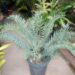 NEW ARRIVALS TO NURSERY JUST ARRIVED FROM PRIVATE COLLECTION ASSORTED BLUE ENCEPHALARTOS