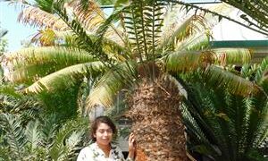 ENCEPHALARTOS AEMULANS GREEN, RARE CYCAD FROM SOUTH AFRICA