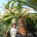 ENCEPHALARTOS AEMULANS GREEN, RARE CYCAD FROM SOUTH AFRICA
