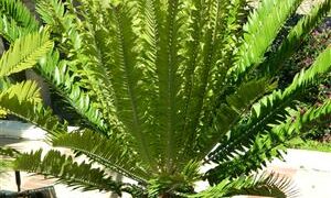 ENCEPHALARTOS ALTENSTEINII LARGER GREEN CYCAD FROM SO AFRICA
