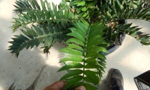 ENCEPHALARTOS ARENARIUS – THE GREEN VARIETY RARE SOUTH AFRICAN CYCAD