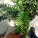 ENCEPHALARTOS ARENARIUS – THE GREEN VARIETY RARE SOUTH AFRICAN CYCAD