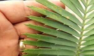 ENCEPHALARTOS CERINUS DWARF SOUTH AFRICAN SPECIES