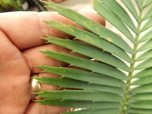 ENCEPHALARTOS CERINUS DWARF SOUTH AFRICAN SPECIES