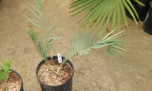 ENCEPHALARTOS DYERIANUS EXTREMELY RARE & HARD TO FIND SOUTH AFRICAN CYCAD