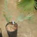 ENCEPHALARTOS DYERIANUS EXTREMELY RARE & HARD TO FIND SOUTH AFRICAN CYCAD