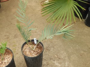 ENCEPHALARTOS DYERIANUS EXTREMELY RARE & HARD TO FIND SOUTH AFRICAN CYCAD