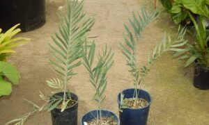 ENCEPHALARTOS EUGENE-MARAISII EXTREMELY ATTRACTIVE BLUE TRANSVAAL CYCAD