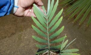 ENCEPHALARTOS GIANT CUPIDUS SUPER BLUE AND UNBELIEABLY RARE SOUTH AFRICAN CYCAD