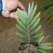 ENCEPHALARTOS GIANT CUPIDUS SUPER BLUE AND UNBELIEABLY RARE SOUTH AFRICAN CYCAD