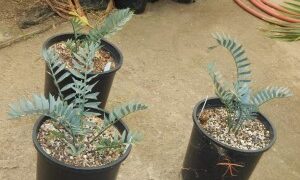 ENCEPHALARTOS HORRIDUS SUPER BLUE SO AFRICAN CYCAD