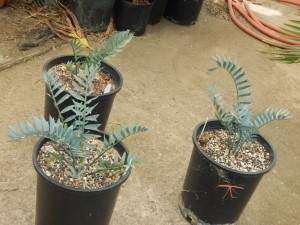 ENCEPHALARTOS HORRIDUS SUPER BLUE SO AFRICAN CYCAD