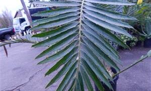 ENCEPHALARTOS ITURIENSIS SUPER RARE CENTRAL AFRICAN CYCAD