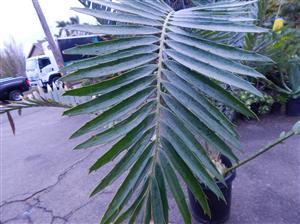 ENCEPHALARTOS ITURIENSIS SUPER RARE CENTRAL AFRICAN CYCAD