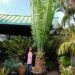 ENCEPHALARTOS KISAMBO EXOTIC CENTRAL AFRICAN CYCAD