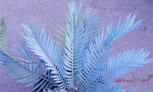 ENCEPHALARTOS LEHMANNII BLUE SOUTH AFRICAN CYCAD FOR SUN