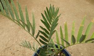 ENCEPHALARTOS LEHMANNII RARE BLUE SOUTH AFRICAN CYCAD FOR FULL COASTAL SUN
