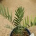 ENCEPHALARTOS LEHMANNII RARE BLUE SOUTH AFRICAN CYCAD FOR FULL COASTAL SUN