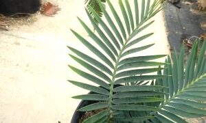 ENCEPHALARTOS LEHMANNII RARE BLUE SOUTH AFRICAN CYCAD FOR FULL COASTAL SUN