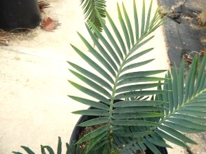ENCEPHALARTOS LEHMANNII RARE BLUE SOUTH AFRICAN CYCAD FOR FULL COASTAL SUN