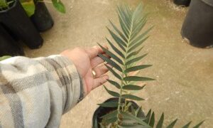 ENCEPHALARTOS LONGIFOLIUS – BLUE FORM MEDIUM TO LARGE RARE SOUTH AFRICAN CYCAD