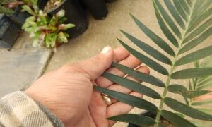 ENCEPHALARTOS LONGIFOLIUS – BLUE FORM MEDIUM TO LARGE RARE SOUTH AFRICAN CYCAD