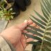 ENCEPHALARTOS LONGIFOLIUS – BLUE FORM MEDIUM TO LARGE RARE SOUTH AFRICAN CYCAD