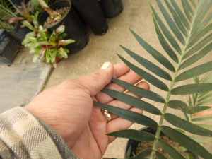 ENCEPHALARTOS LONGIFOLIUS – BLUE FORM MEDIUM TO LARGE RARE SOUTH AFRICAN CYCAD