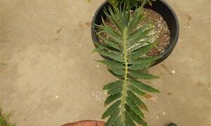 ENCEPHALARTOS MUNCHII A RARE CENTRAL AFRICAN CYCAD