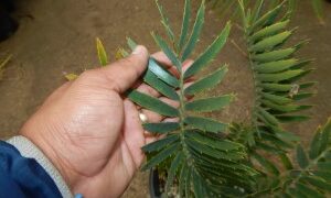 ENCEPHALARTOS MUNCHII A RARE CENTRAL AFRICAN CYCAD