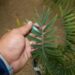 ENCEPHALARTOS MUNCHII A RARE CENTRAL AFRICAN CYCAD