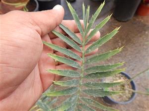 ENCEPHALARTOS MUCHII BLUE TO BLUE-GREEN CYCAD