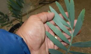 ENCEPHALARTOS NUBIMONTANUS SUPER RARE BLUE SOUTH AFRICAN CYCAD