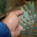 ENCEPHALARTOS NUBIMONTANUS SUPER RARE BLUE SOUTH AFRICAN CYCAD